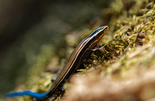 Oak Forest Skink