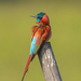Northern Carmine Bee-Eater - Photo (c) Asrat Ayalew, all rights reserved, uploaded by Asrat Ayalew