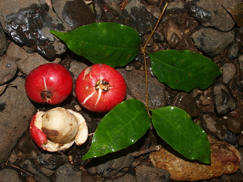 Syzygium hodgkinsoniae (F.Muell.) L.A.S.Johnson