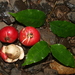 Smooth-bark Rose Apple - Photo (c) Luis Webber, all rights reserved, uploaded by Luis Webber