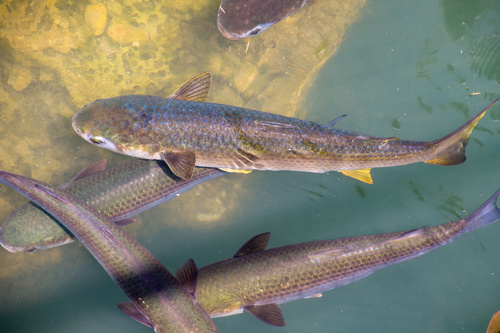 Sea Mullet