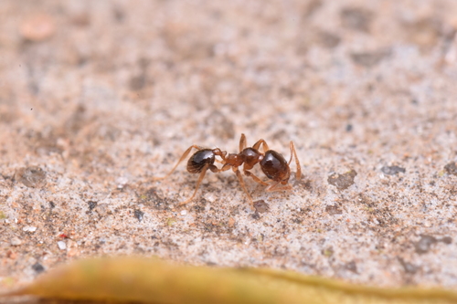 Pheidole watsoniPheidole watsoni