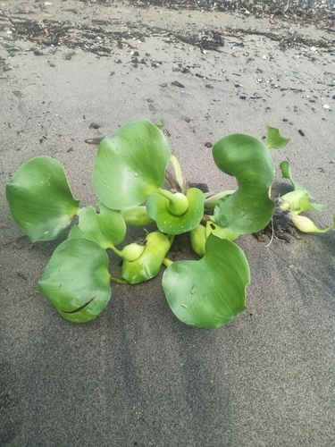 common water hyacinth