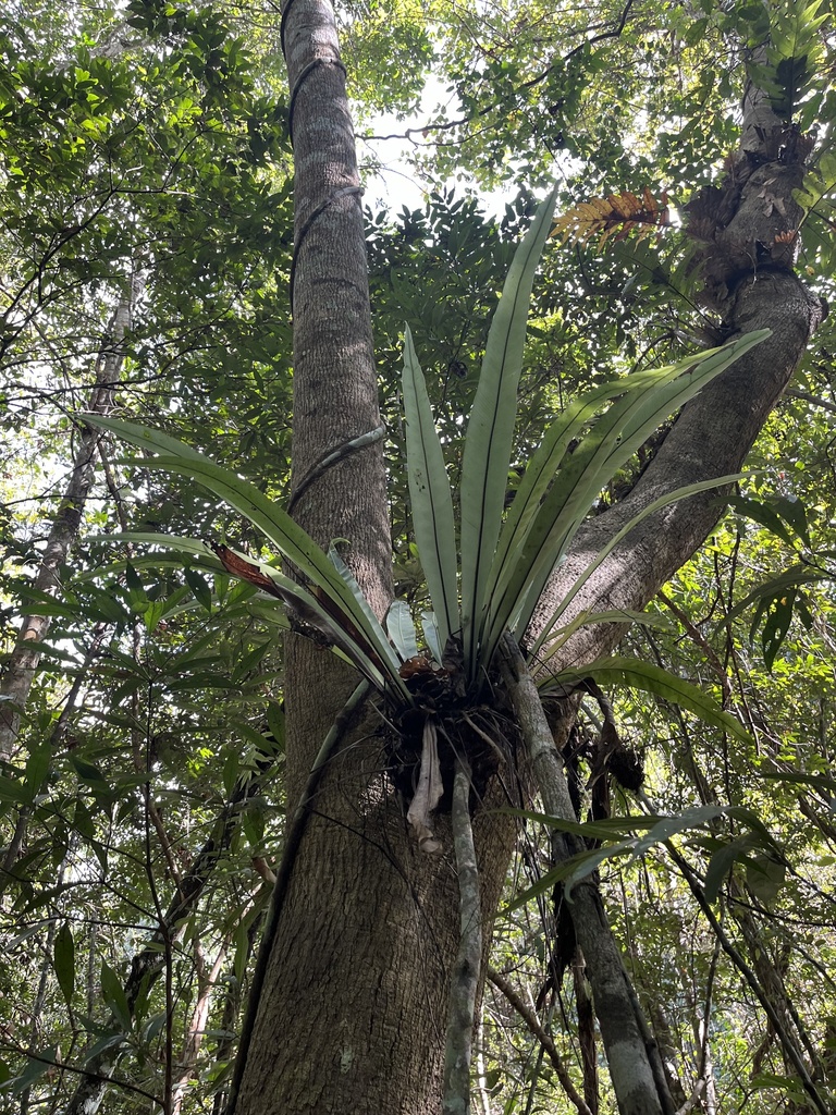 Polypodiales from Khao Yai National Park, Prachantakham, Prachin Buri