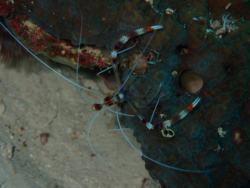 Banded Coral Shrimp from Pulau Pom Pom, Sabah, Malaysia on December 21 ...