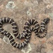 California King Snake - Photo (c) Nathan, all rights reserved, uploaded by Nathan