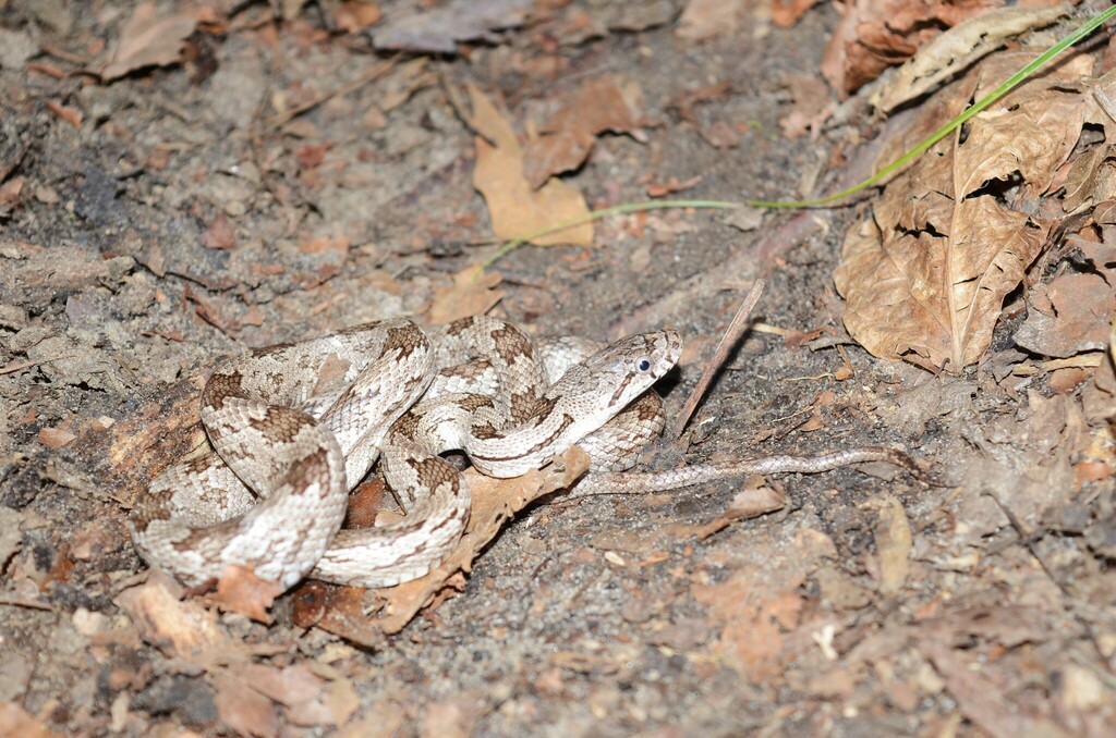 Eastern/Gray Ratsnake Complex from Liberty County, FL, USA on December ...