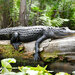 Alligator mississippiensis - Photo (c) William Wise, כל הזכויות שמורות, הועלה על ידי William Wise