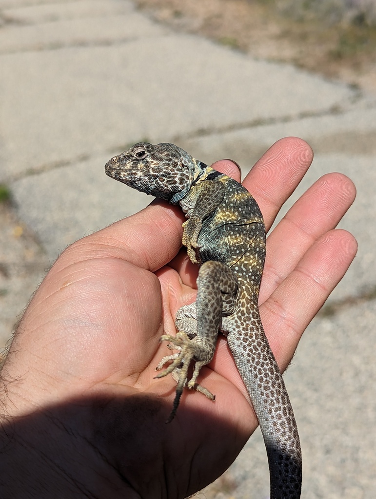 April Lizard Desert Collared Lizard in April 2023 by Zeev NG · iNaturalist