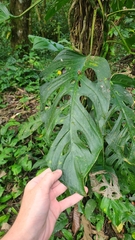 Monstera adansonii image