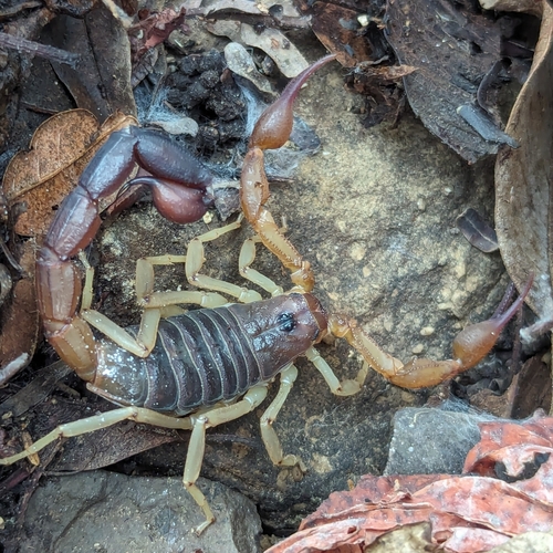 Teruelius flavopiceus