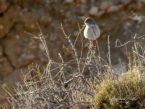 Spectacled Warbler