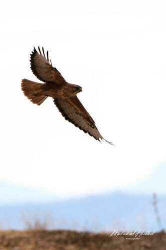 Long-legged Buzzard