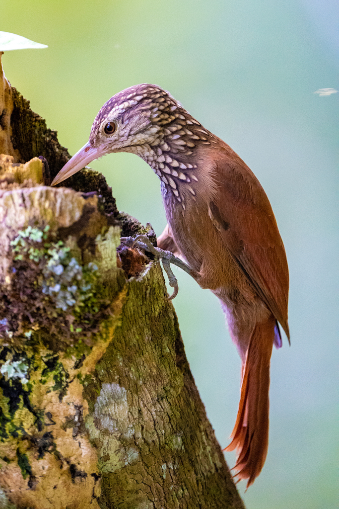 Straight-billed Woodcreeper photo