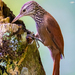 Straight-billed Woodcreeper - Photo (c) Scott Walmsley, all rights reserved, uploaded by Scott Walmsley