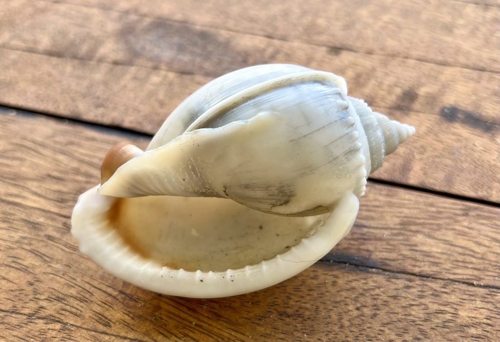 Banded Bonnet Snail from Beach Walk Ct, Toogoom, QLD, AU on December 31 ...