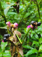 Tradescantia zanonia image