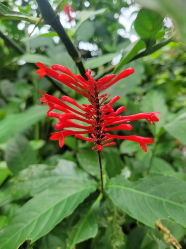 Odontonema tubaeforme image