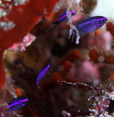 Mediterranean Damselfish