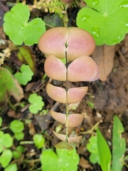 Adiantum macrophyllum image