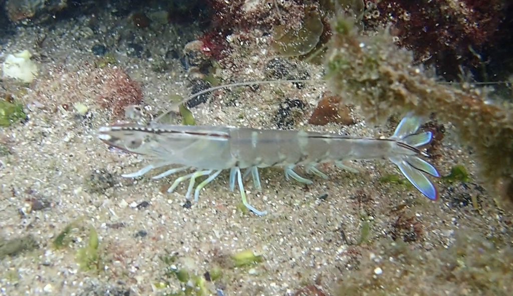 Eastern King Prawn from Bate Bay, Cronulla, NSW, AU on December 31 ...