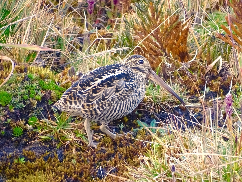 Jameson's Snipe (Gallinago jamesoni) photo