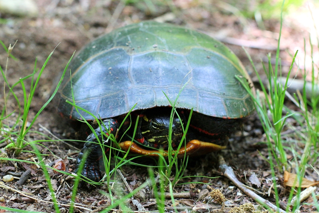 Painted Turtle from Bombay Hook, Delaware on May 22, 2013 by John ...