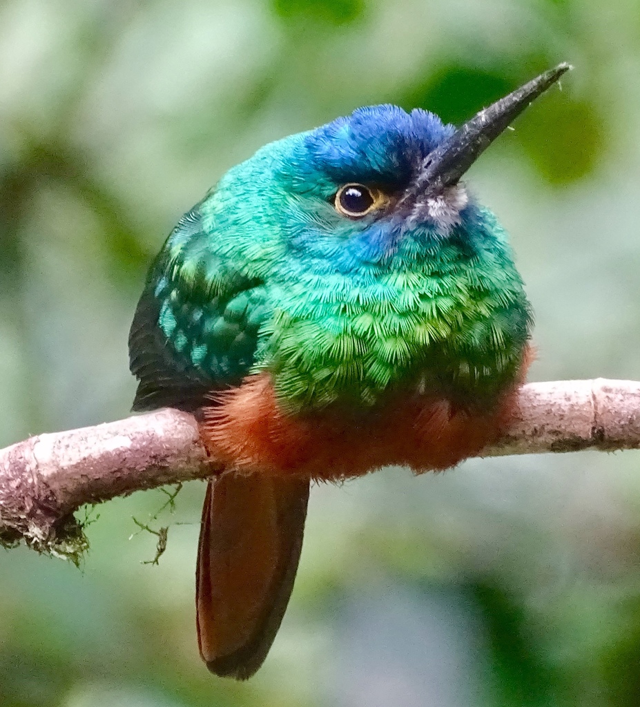 Coppery-chested Jacamar photo