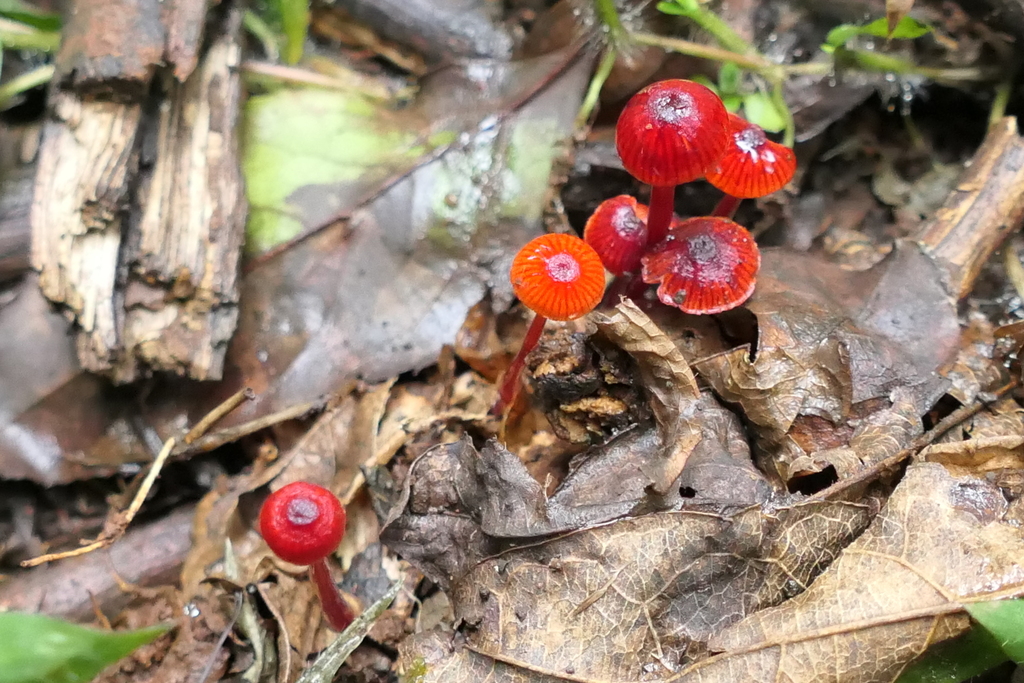 Ruby Bonnot ruby bonnet from Town Bush Valley, Pietermaritzburg, 3201, Zuid-Afrika ...