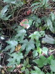 Begonia fortunensis image