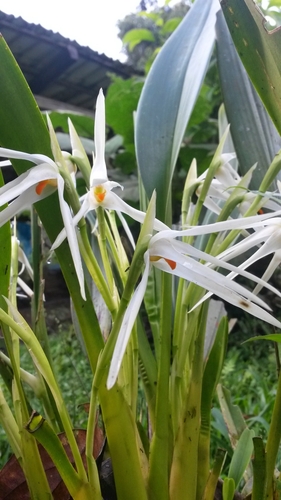 Maxillaria splendens