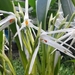 Maxillaria splendens - Photo (c) felipe vasquez, todos los derechos reservados, subido por felipe vasquez