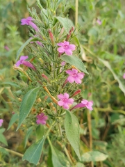 Ruellia inundata image