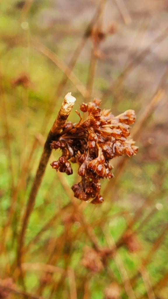 Soft Rush from Salt Spring Island, BC V8K 2A6, Canada on December 30