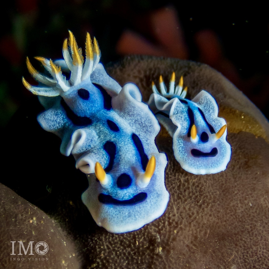 Chromodoris from Celebes Sea, North Sulawesi, ID on December 24, 2023 ...