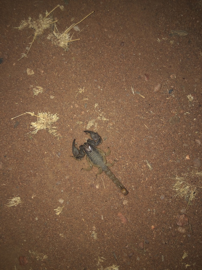 Shiny Burrow Scorpion from Lephalale Rural, Lephalale, LP, ZA on ...