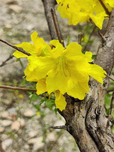 Kaoko Rhigozum (Rhigozum virgatum)