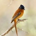 Malagasy Paradise-Flycatcher - Photo (c) Rand Rudland, all rights reserved, uploaded by Rand Rudland
