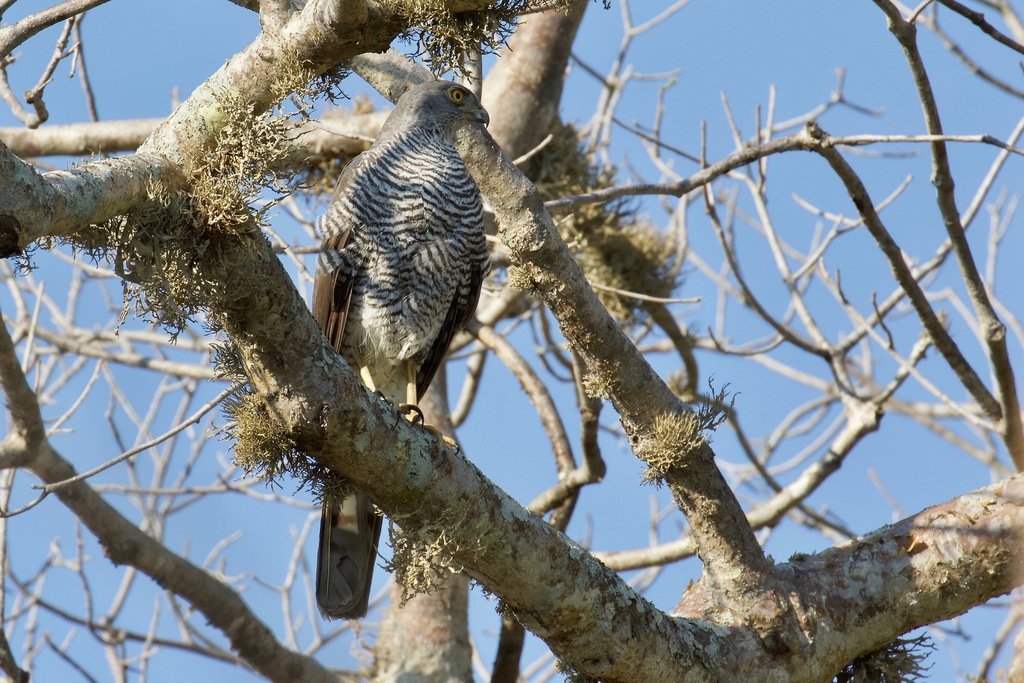 Rand Rudland Madagascar Sparrowhawk in November 2017 by Rand Rudland · iNaturalist
