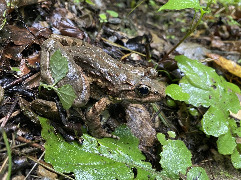 Nanorana quadranus in June 2021 by sonata_z · iNaturalist