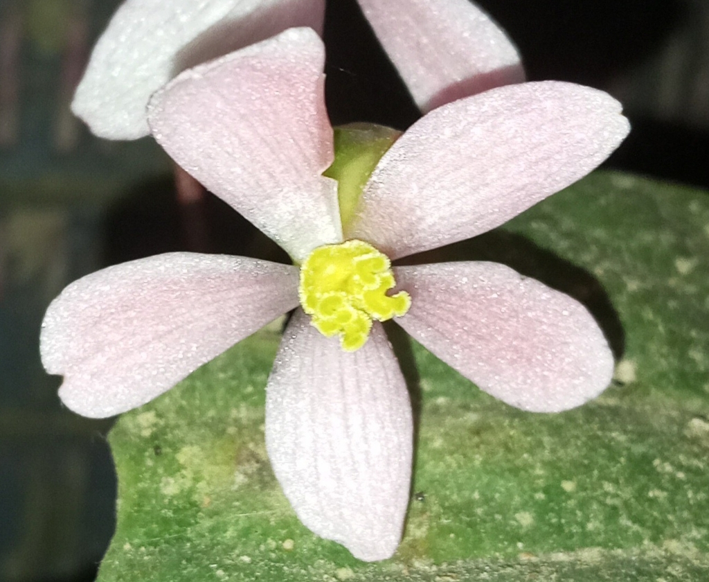 Begonia manhaoensis (Begonia manhaoensis)