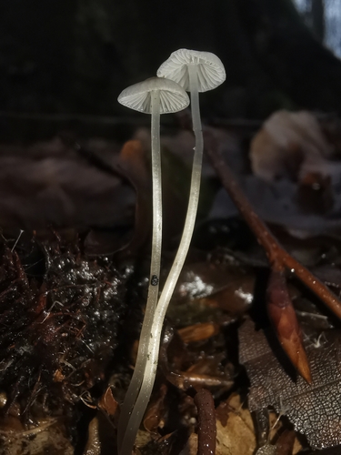 Snapping Bonnet
