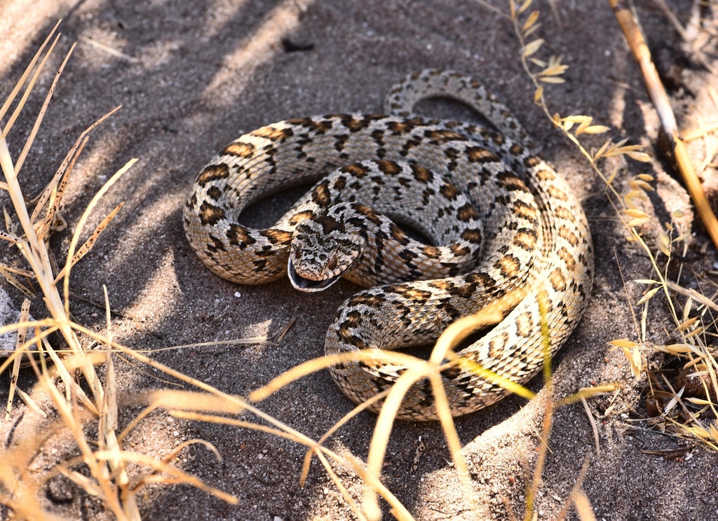 Egg Eating Snake From Cape Flats Nature Reserve Bellville WC ZA On   Large 