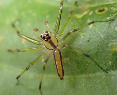 Lyssomanes consimilis
