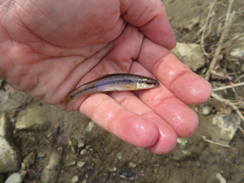 Bluntnose Minnow from Oil City, PA 16301, USA on April 8, 2019 at 11:07 ...