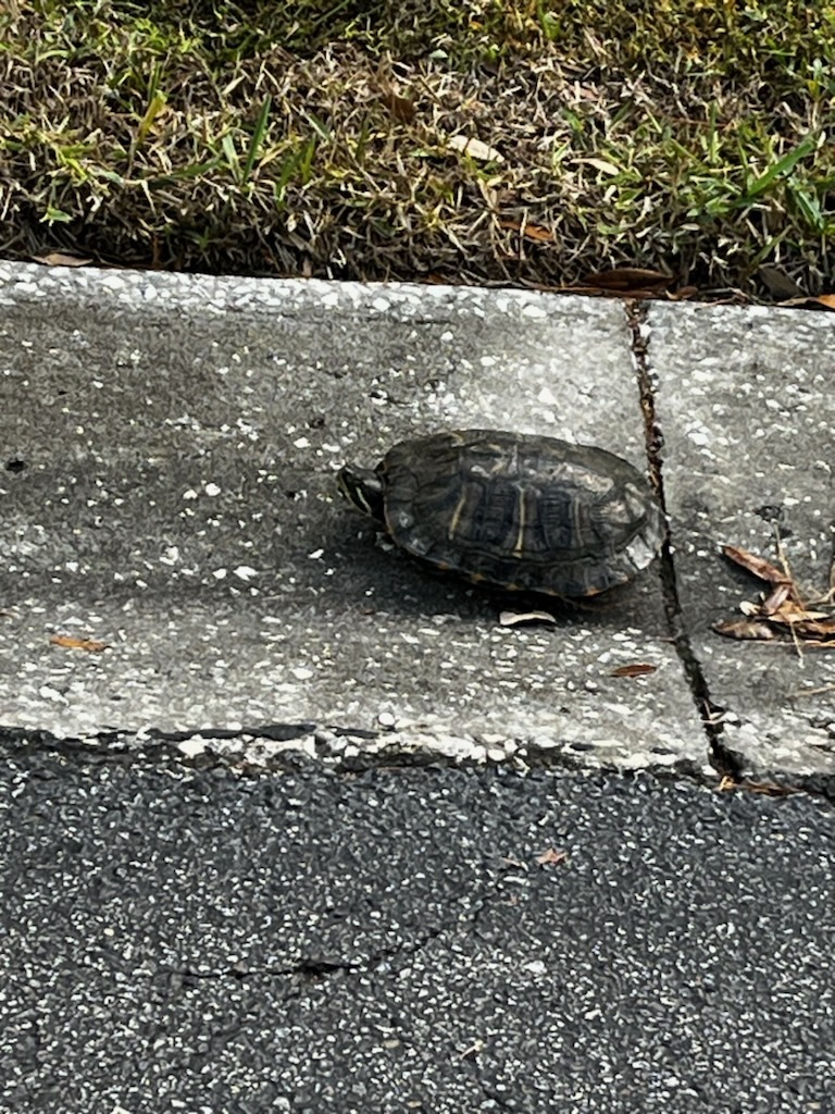 Turtles and Tortoises from St. Petersburg, FL, USA on December 24, 2023 ...