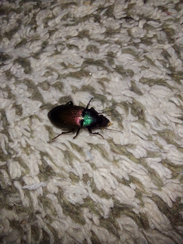 Neoaulacoryssus speciosus