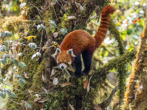 Nepalese Red Panda (Ailurus fulgens fulgens) — Endangered Mammalia