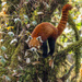 Ailurus fulgens fulgens - Photo (c) Yeray Seminario, todos los derechos reservados, subido por Yeray Seminario