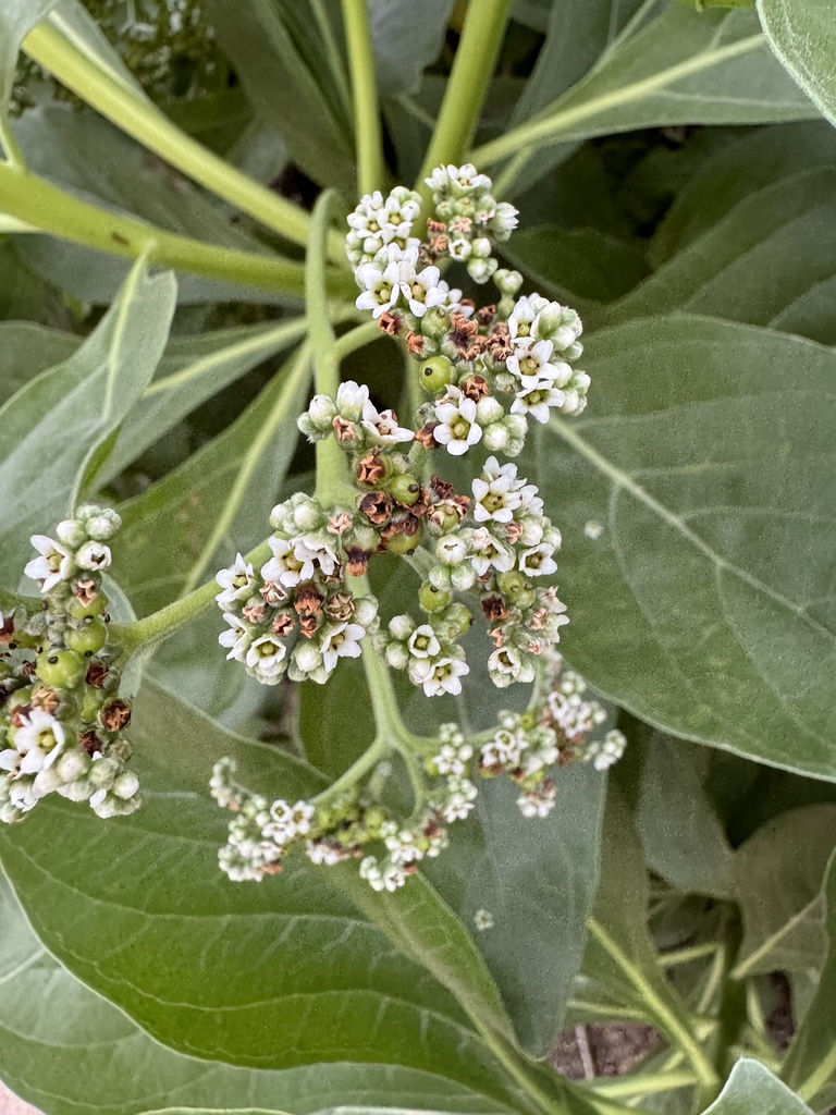 tree heliotrope from Kauaʻi, Poipu, HI, US on December 31, 2023 at 0742 AM by rdwilcox51